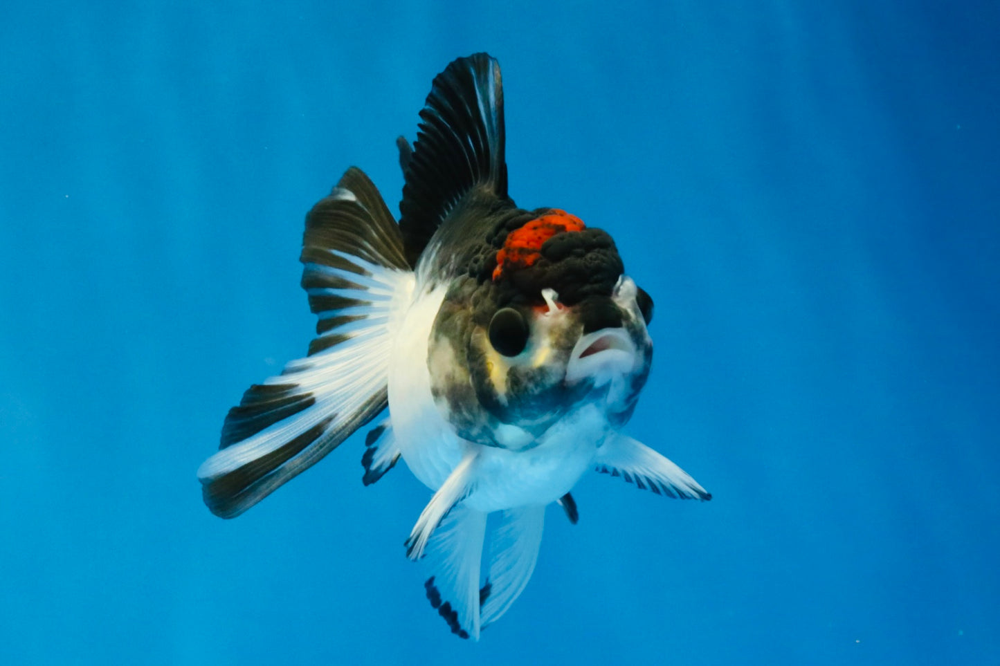 [SINGLE] Tricolor Oranda Male 4 inches #041726SO_03