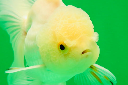 [SINGLE] White Oranda Male 4.5 inches #041825SO_05