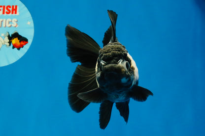 [SINGLE] Panda Oranda Female 4.5-5 inches #040326SO_01