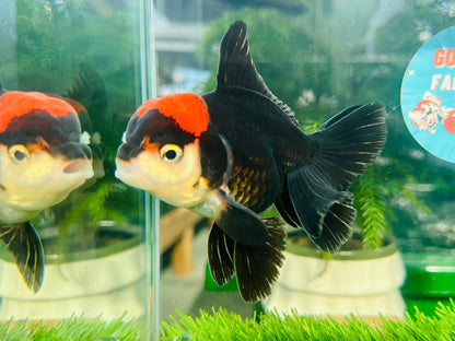 [SINGLE] Tricolor Red Head Oranda Male size 4.5 inches #111524SO_17