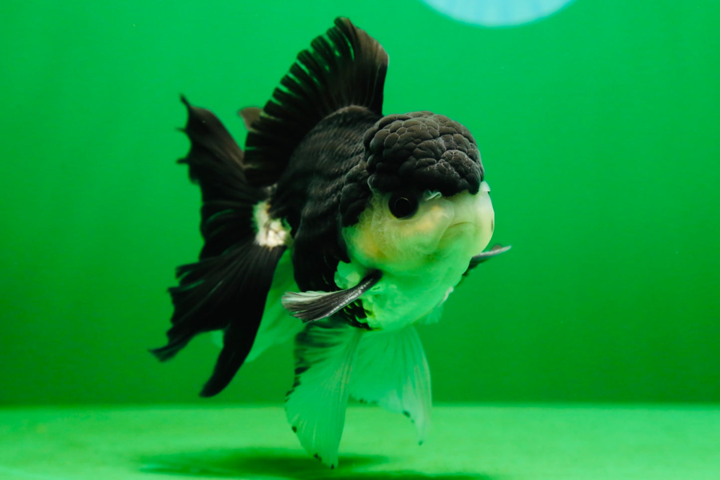 [SINGLE] Panda Button Eyes Oranda Male 4.5-5 inches #080125SO_14