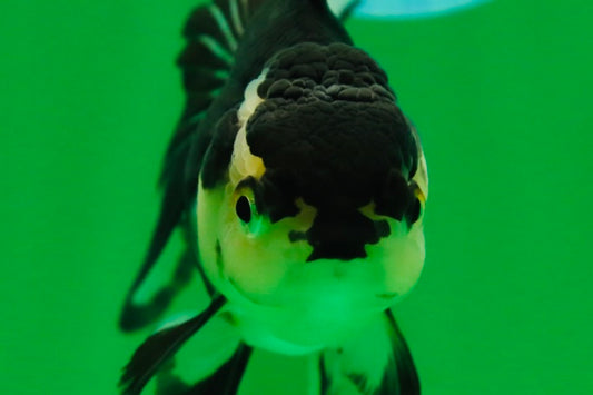 [SINGLE] Panda Oranda Female 4.5 inches #082225SO_10