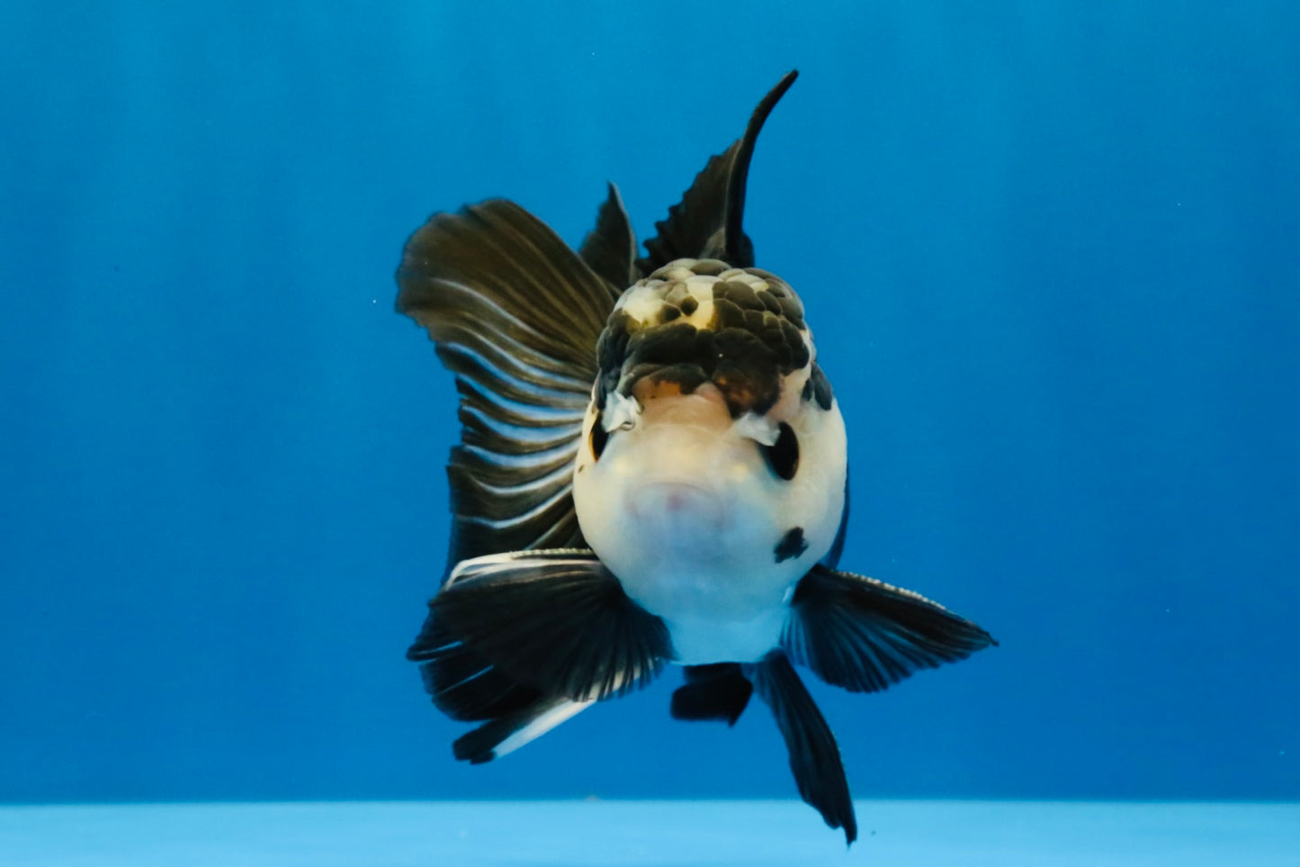 [SINGLE] Panda Button Eyes Oranda Male 4.5 inches #041026SO_09