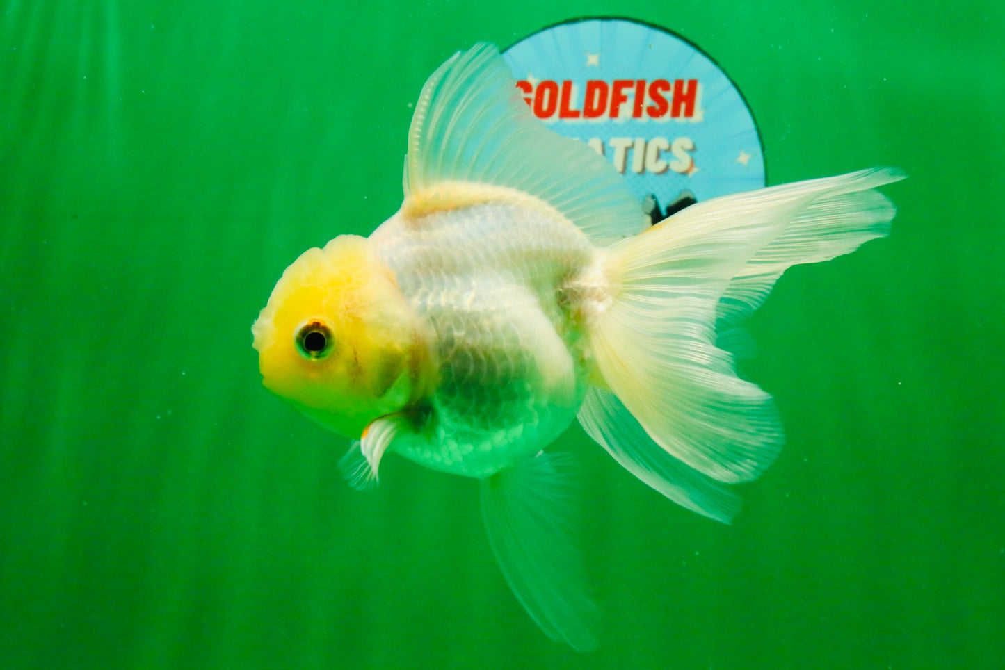 [SINGLE] Tricolor Oranda Female 4.5 inches #111425SO_08