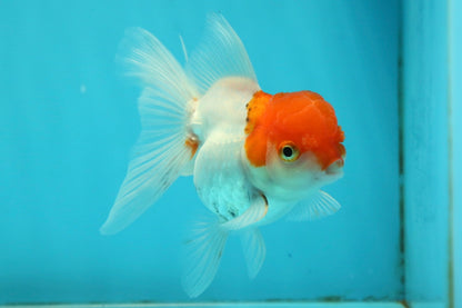 [SINGLE] Red Cap Oranda Female 4 inches #112924SO_19