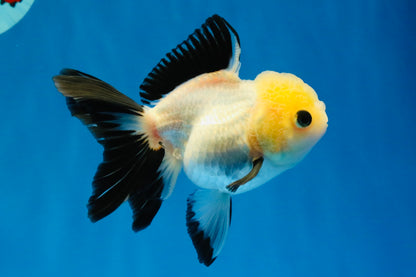 [SINGLE] Panda Button Eyes Oranda Female 4-4.5 inches #041026SO_04