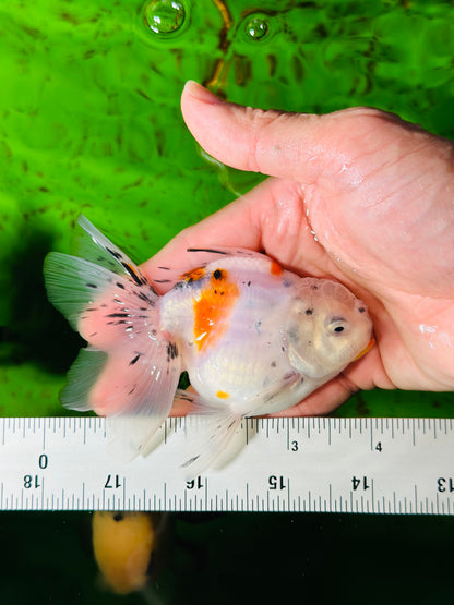 [SINGLE] Calico Oranda Male size 4 inches #112224SO_02