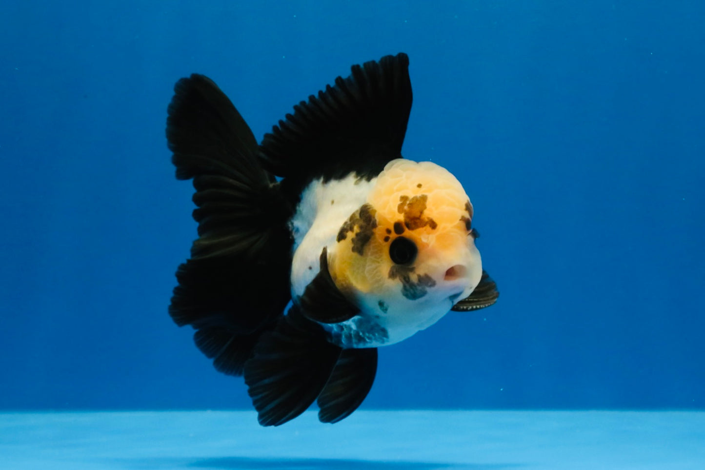 [SINGLE] Panda Button Eyes Oranda Male 4 inches #030626SO_06