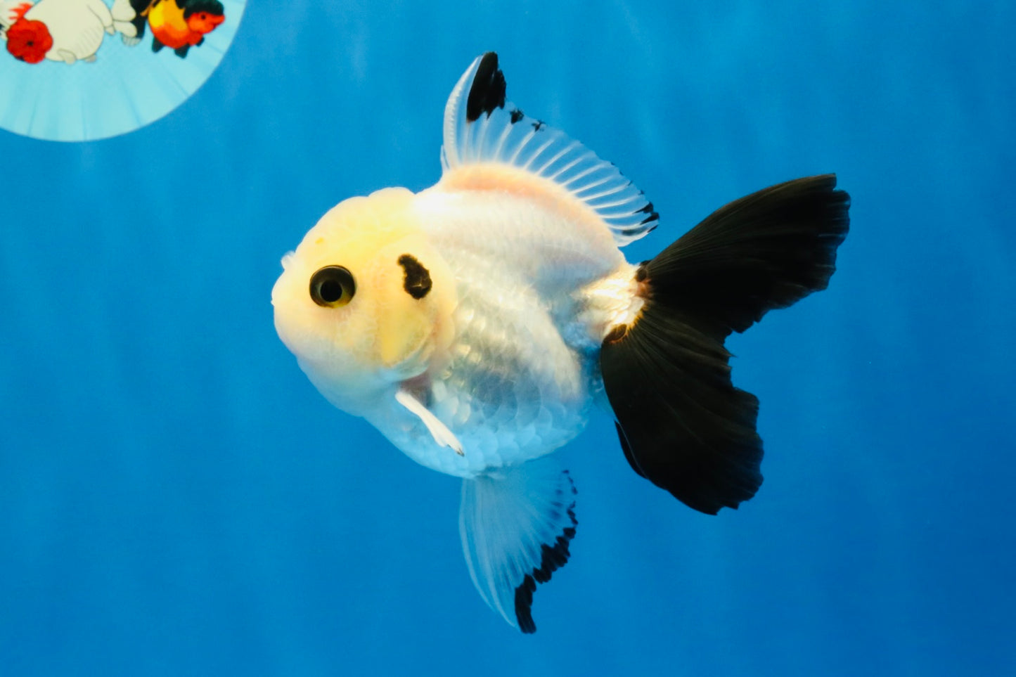 [SINGLE] Panda Oranda Male 4 inches #041026SO_08