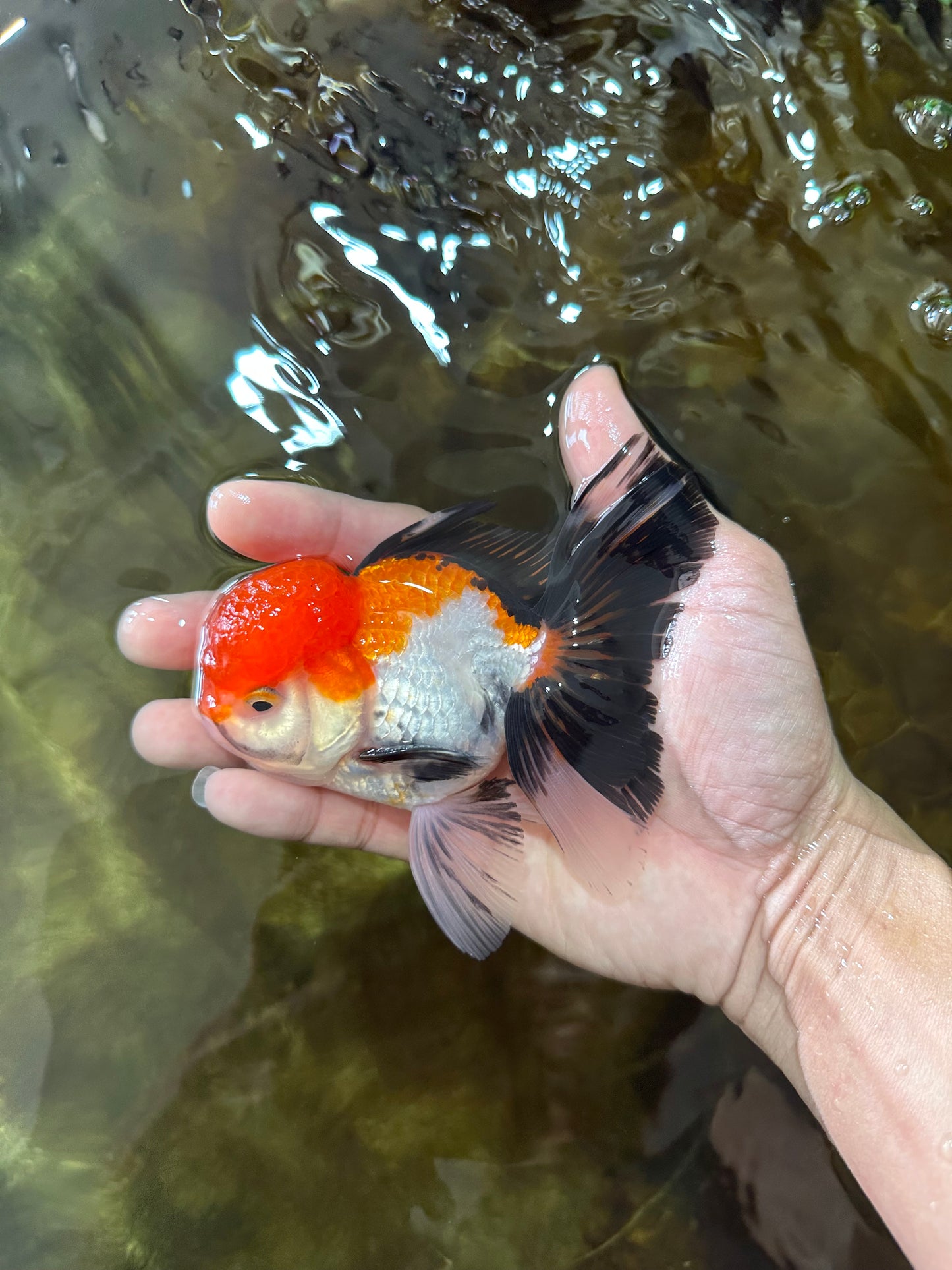 [SINGLE] Tricolor Male Oranda 4.5-5 inches #080125SO_13