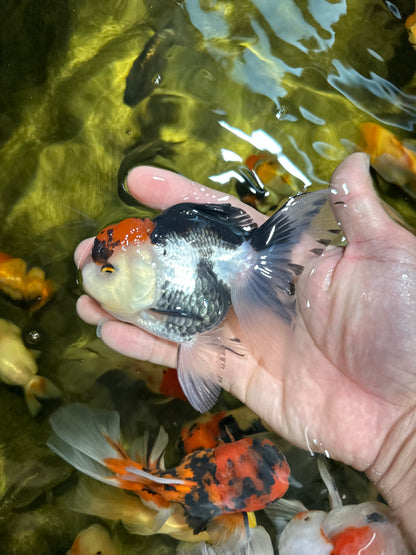 [QUAD] Mix Color All Male Oranda 4.5 inches #051625QO_08
