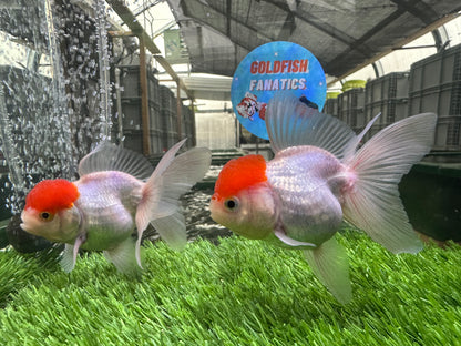 [COUPLE] Red Cap Male & Female Oranda 3.5-4 inches #110824CO_04