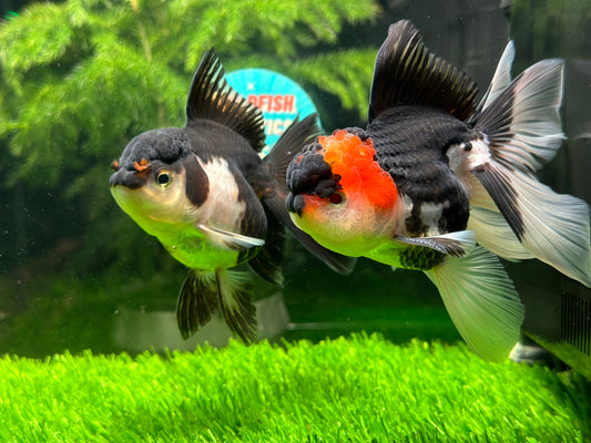 [COUPLE] Panda & Tricolor Oranda size 4-4.5 inches #111524CO_09