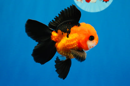 [SINGLE] Apache Oranda Male 4 inches #022726SO_08