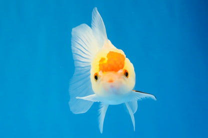 [SINGLE] Red White Oranda Female 4 inches #032026SO_01