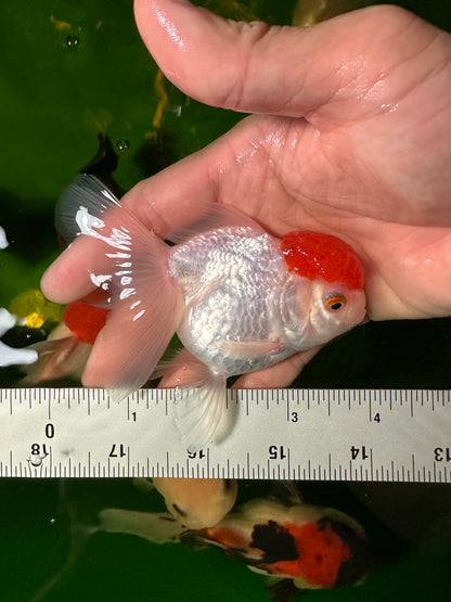 [QUAD] - Red Cap (2) Male & (2) Female 4-inches Oranda #110824SO_13