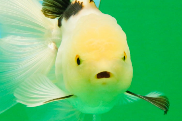 [SINGLE] Tricolor Oranda Male 4.5 inches #112125SO_02