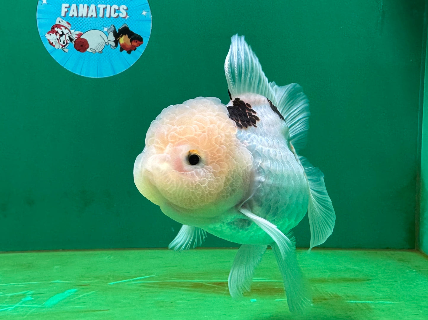 [SINGLE] Tricolor Oranda Female 4.5 inches #060625SO_06
