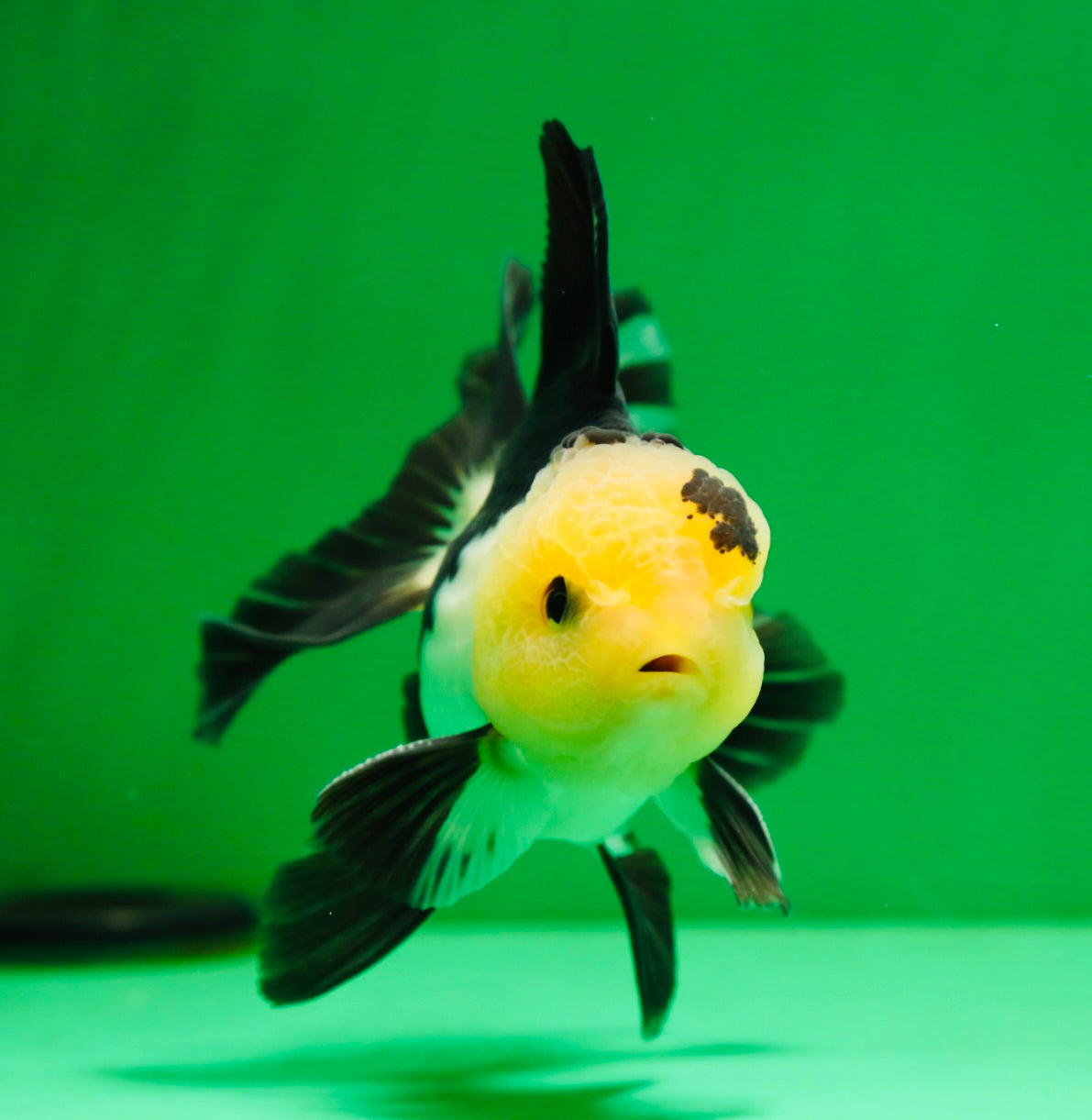 [SINGLE] Panda Oranda Male 4.5 inches #081525SO_03