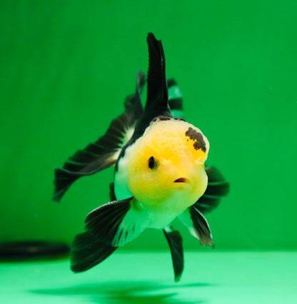 [SINGLE] Panda Oranda Male 4.5 inches #081525SO_03