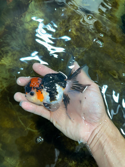[SINGLE] Tricolor Oranda Male 4.5-5 inches #082225SO_09
