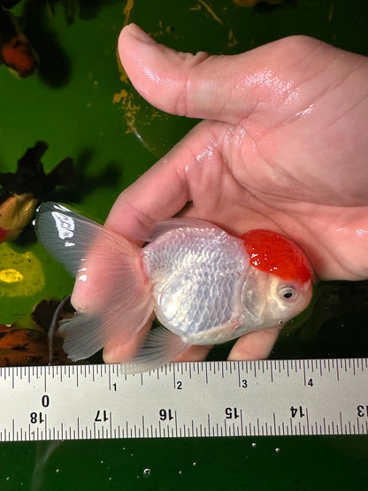 [COUPLE] - Red Cap Oranda 4 inches #110824CO_20