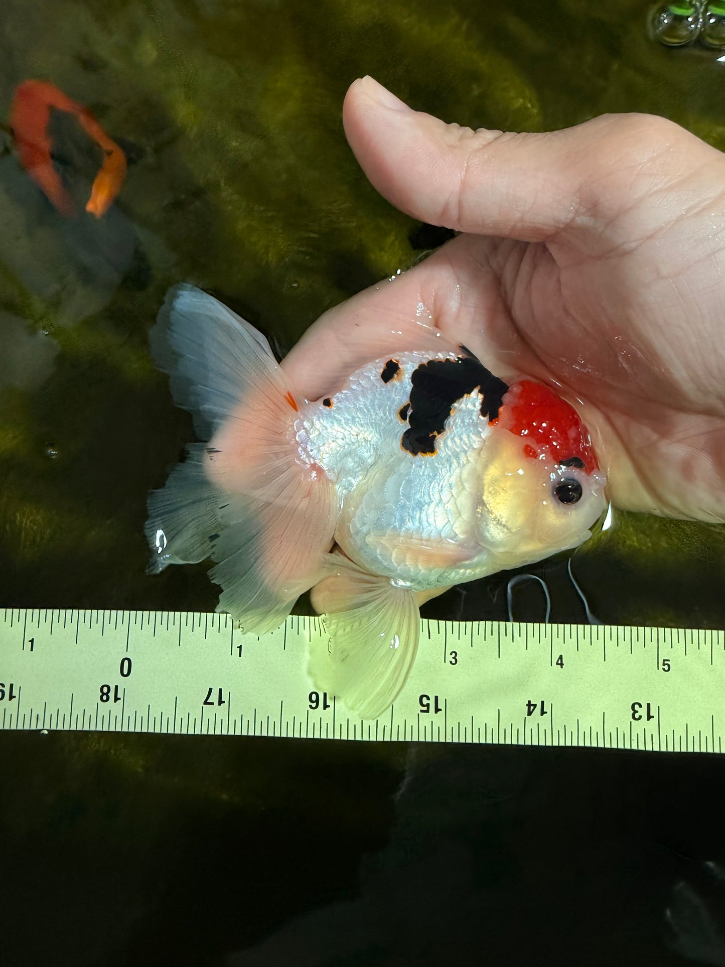 [SINGLE] Tricolor Oranda Male 4.5 inches #022726SO_02