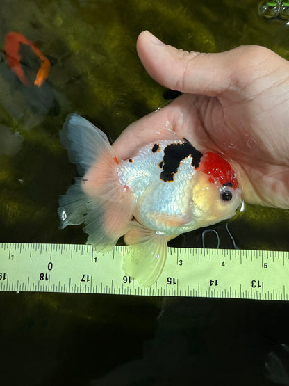 [SINGLE] Tricolor Oranda Male 4.5 inches #022726SO_02