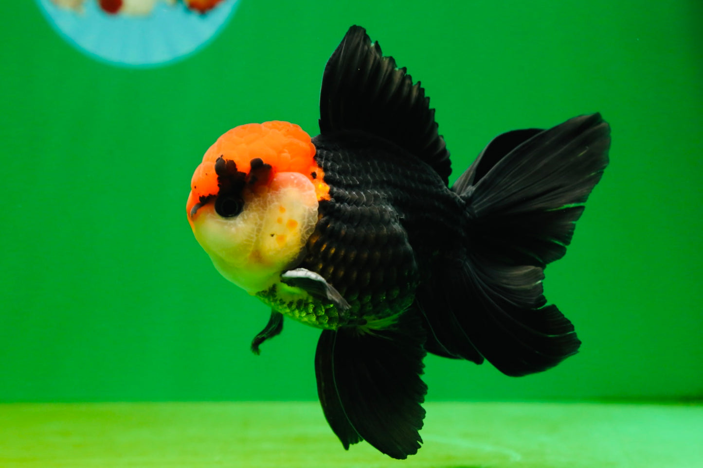 [SINGLE] Tricolor Oranda Male 4-4.5 inches #080825SO_14
