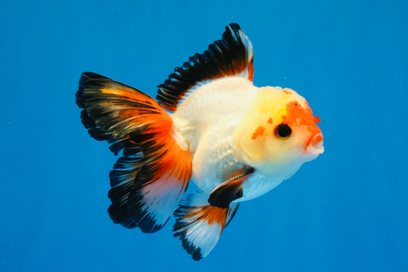 [SINGLE] Heart Face Tricolor Oranda Male 4-4.5 inches #030626SO_02