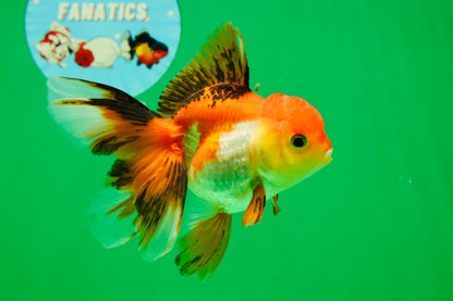 [SINGLE] Tricolor Female 4.5 inches #101725SO_01