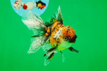 [SINGLE] Pepper Calico Male Oranda 4.5 inches #080125SO_10