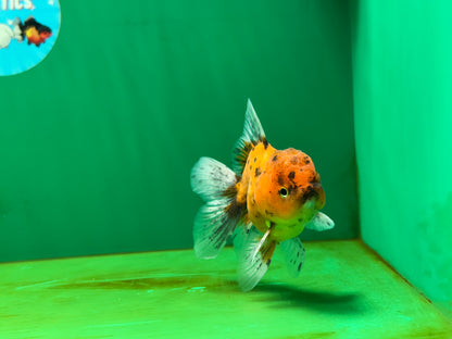 [SINGLE] Tiger Oranda Male 4 inches #060625SO_05
