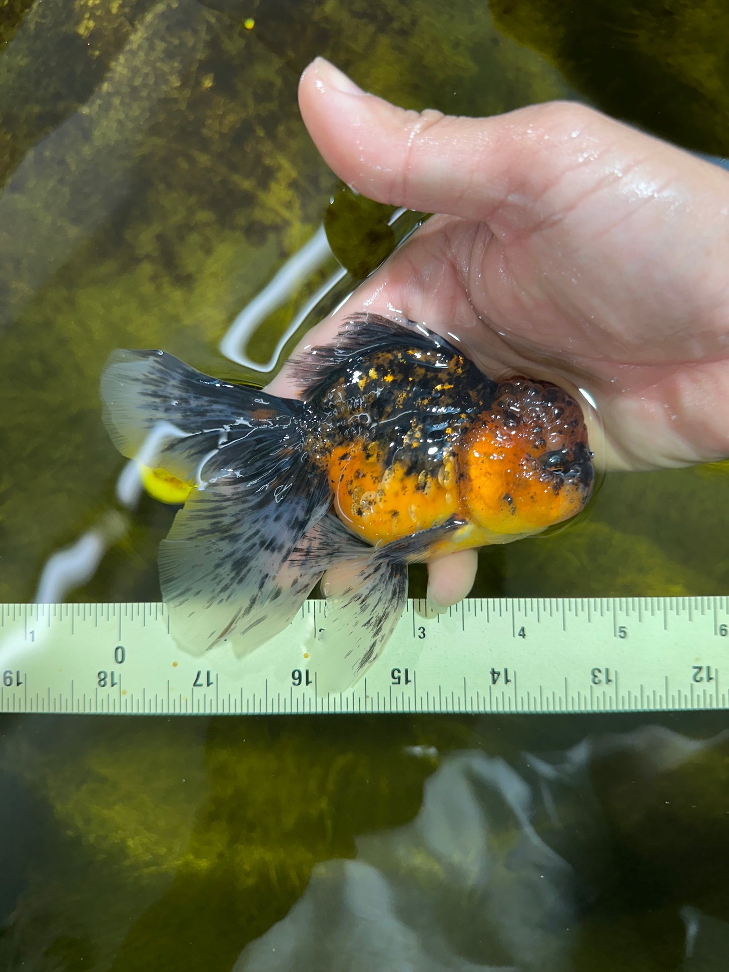 [SINGLE] Tiger Oranda Male 4.5 inches #090525SO_09