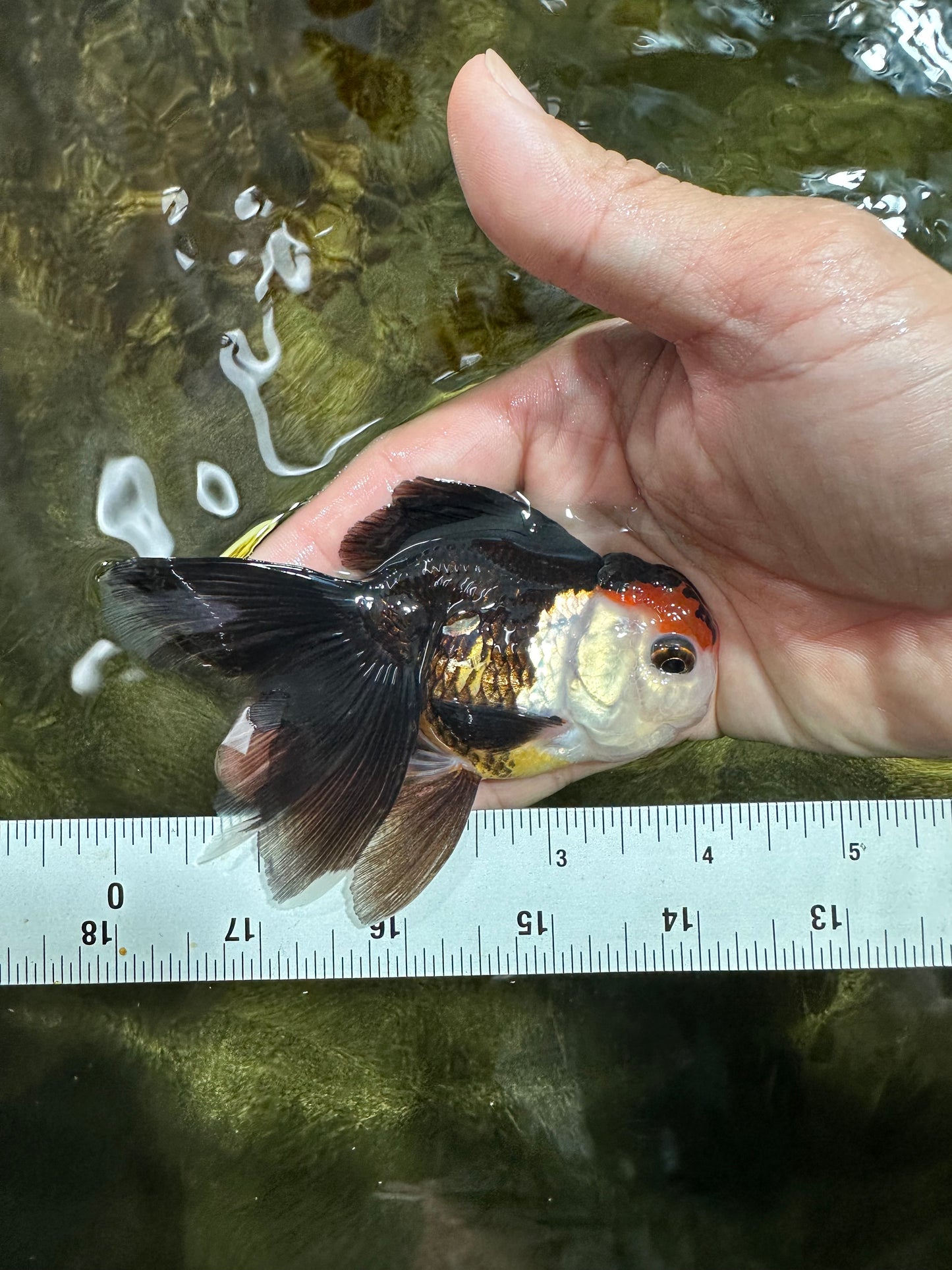 [COUPLE] Tricolor Oranda Male & Female 4-4.5 inches #101025CO_01