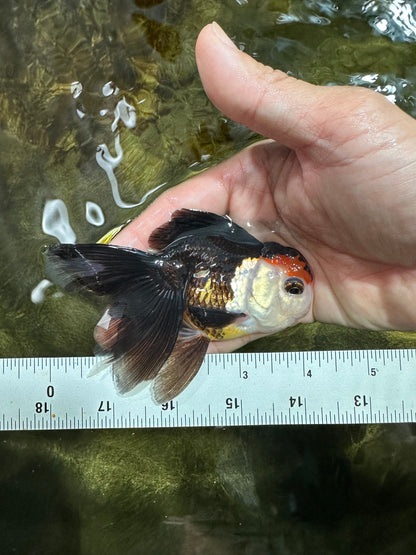 [COUPLE] Tricolor Oranda Male & Female 4-4.5 inches #101025CO_01
