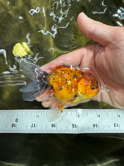 [SINGLE] Tiger Oranda Male 4 inches #060625SO_05
