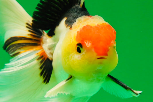 [SINGLE] Tricolor Oranda Male 4.5 inches #082225SO_03