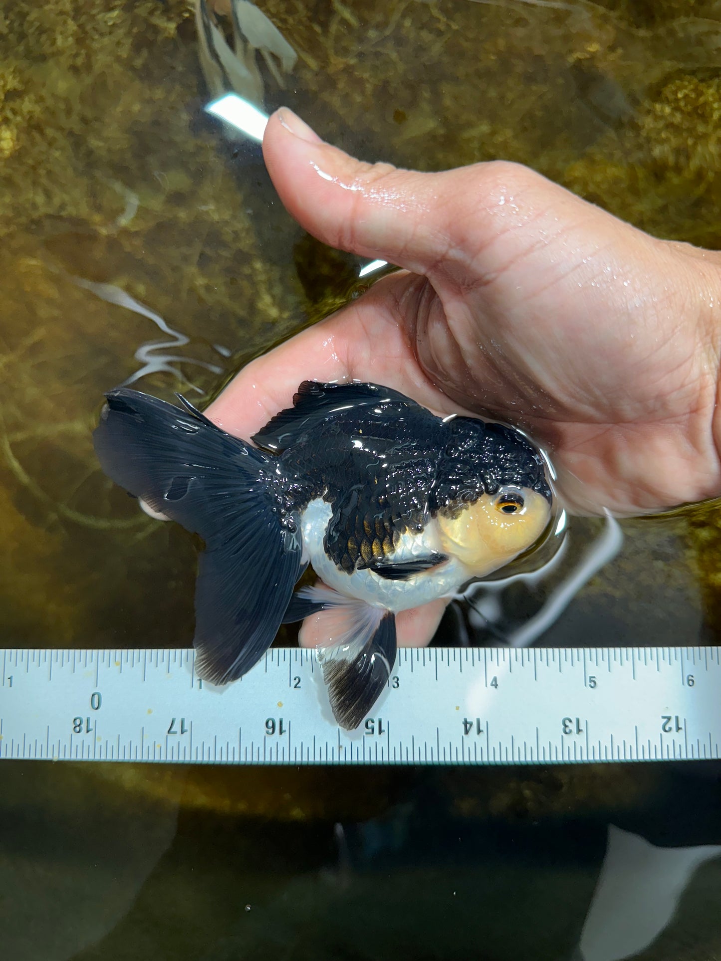 [SINGLE] Panda Oranda Male 4.5 inches #082225SO_08