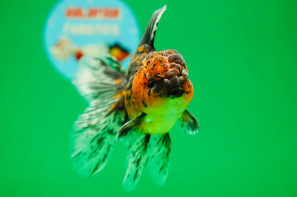 [SINGLE] Tiger Oranda Male 4.5 inches #090525SO_09