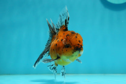 [SINGLE] Tiger Oranda Male 4.5 inches #112924SO_15