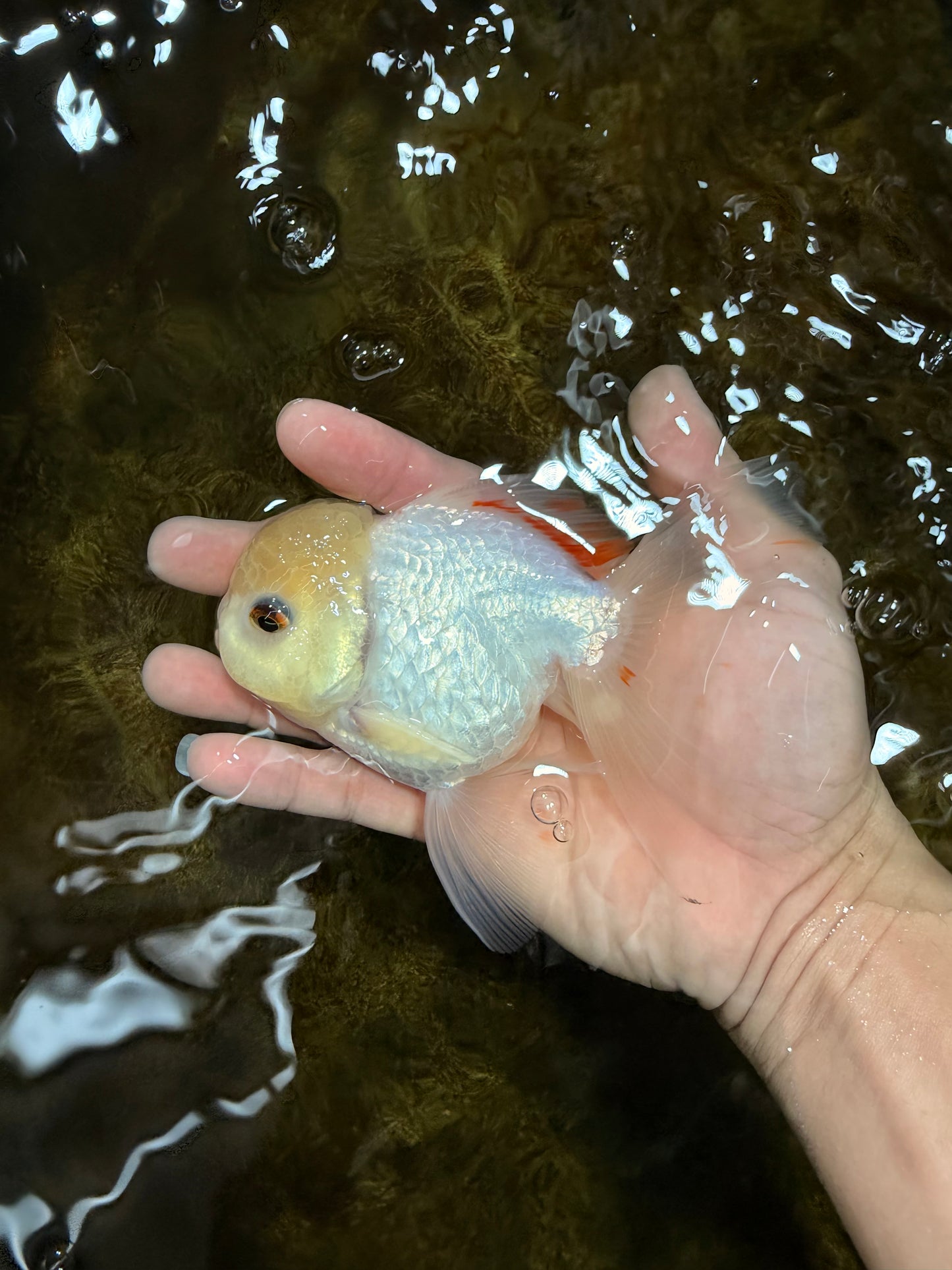 [SINGLE] White Oranda Male 5 inches #121925SO_01
