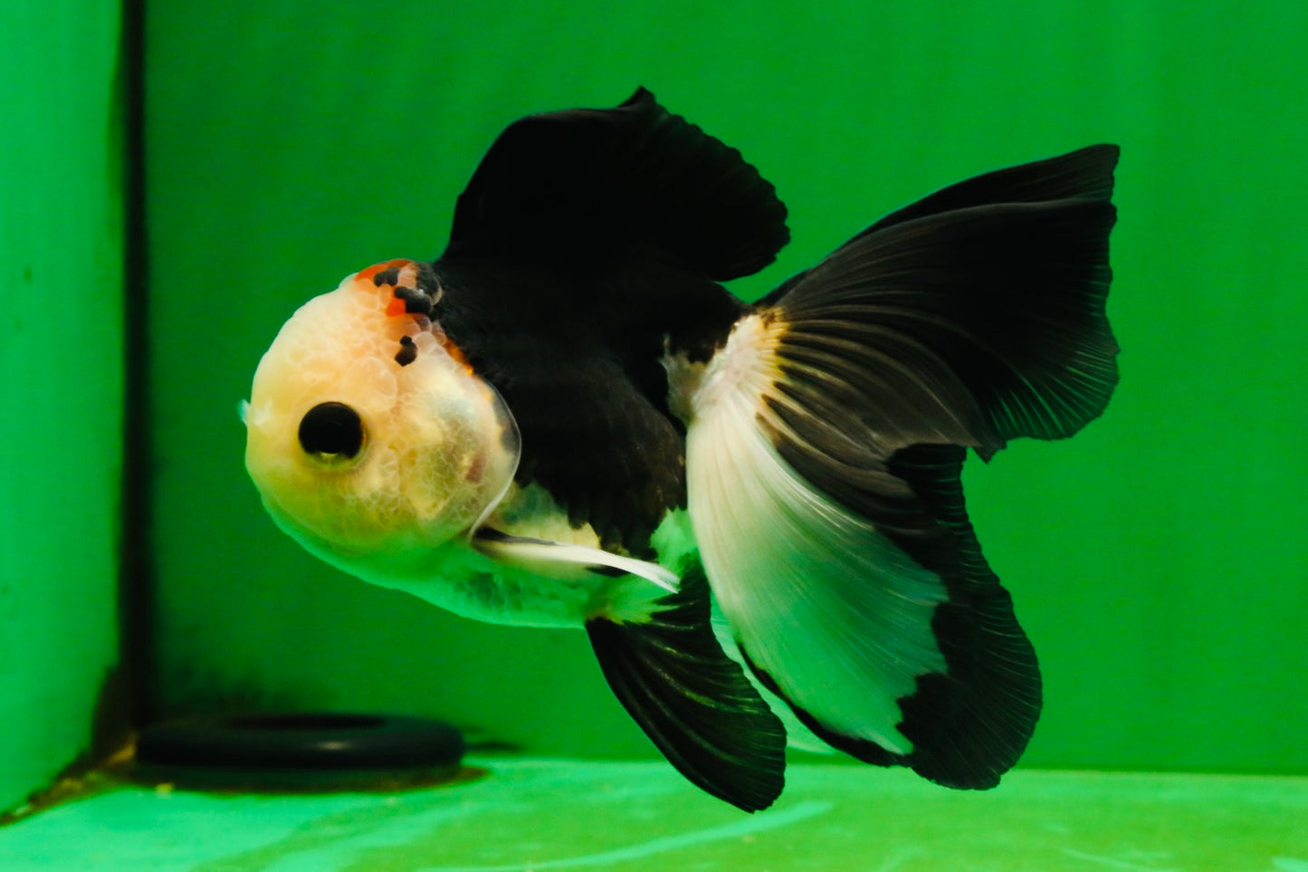 [SINGLE] Tricolor Oranda Male 4-4.5 inches #103125SO_01