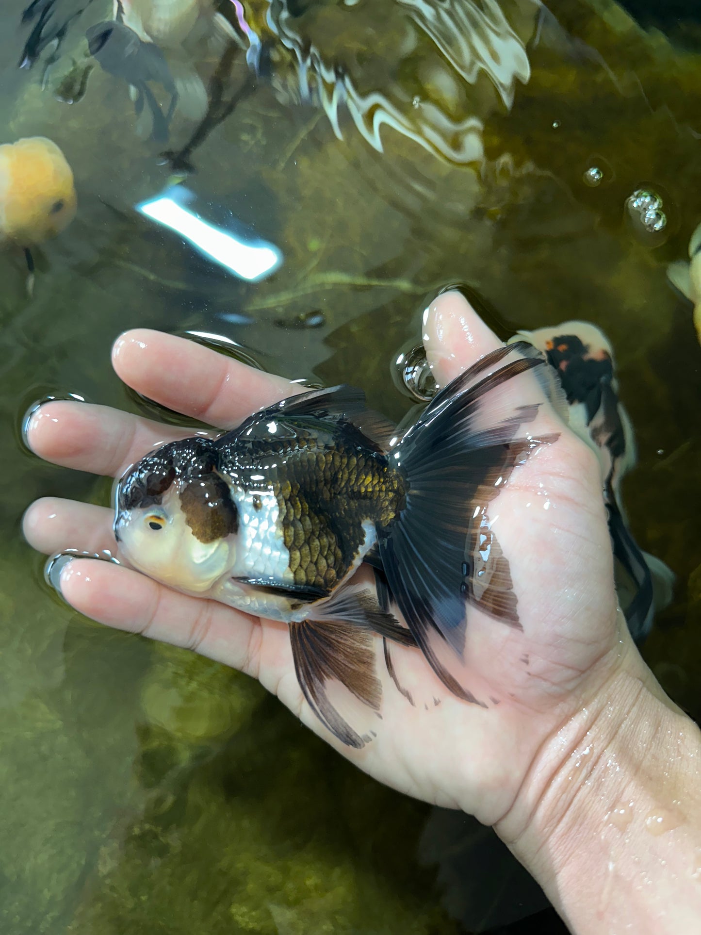 [SINGLE] Panda Male Oranda 4.5-5 inches #080125SO_07