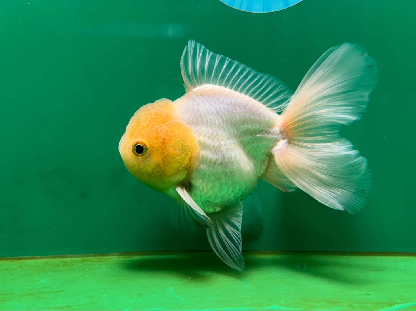 [SINGLE] White Oranda Male 4.5 inches #060625SO_03