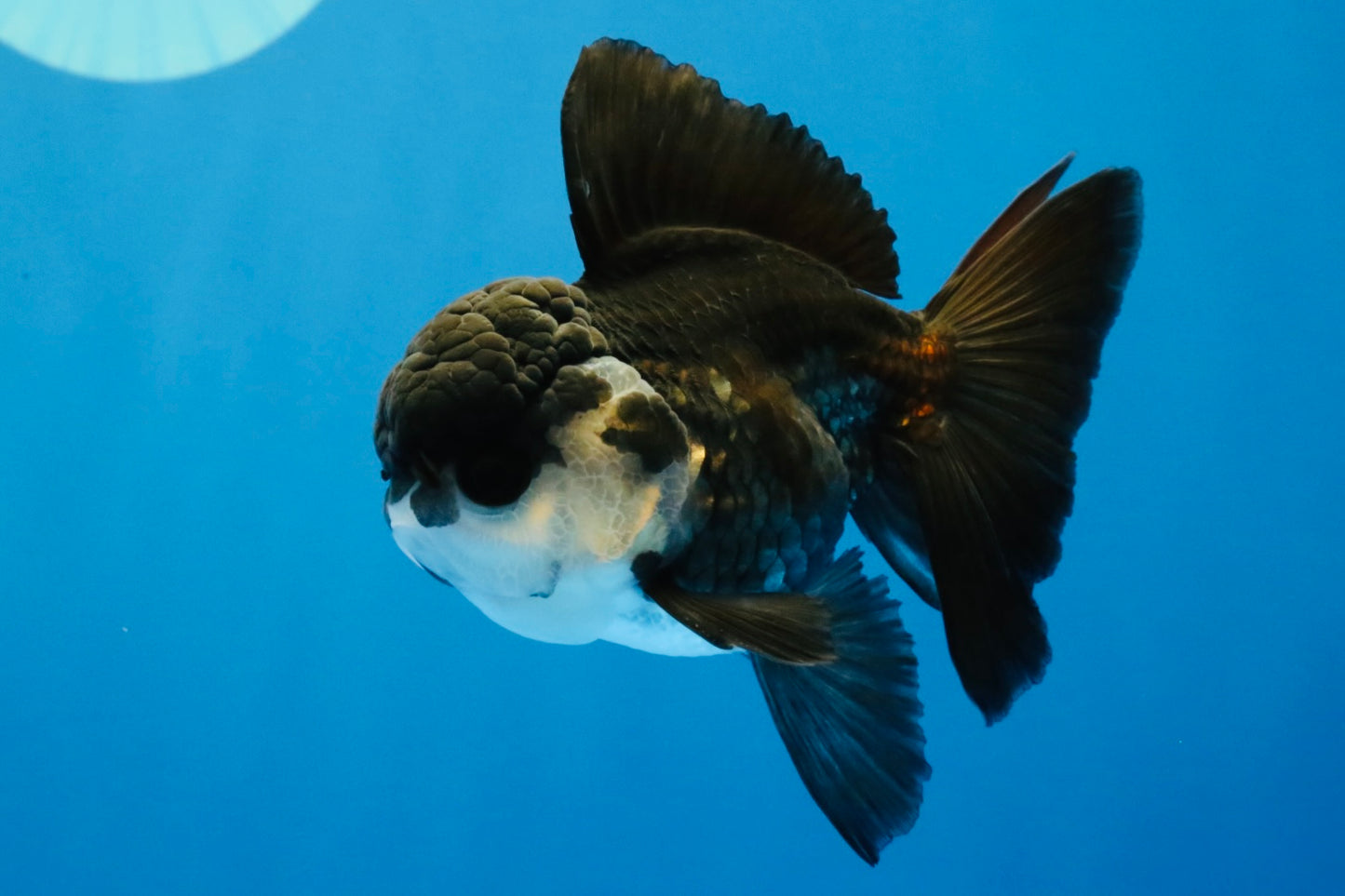 [SINGLE] Panda Oranda Male 4-4.5 inches #041026SO_07