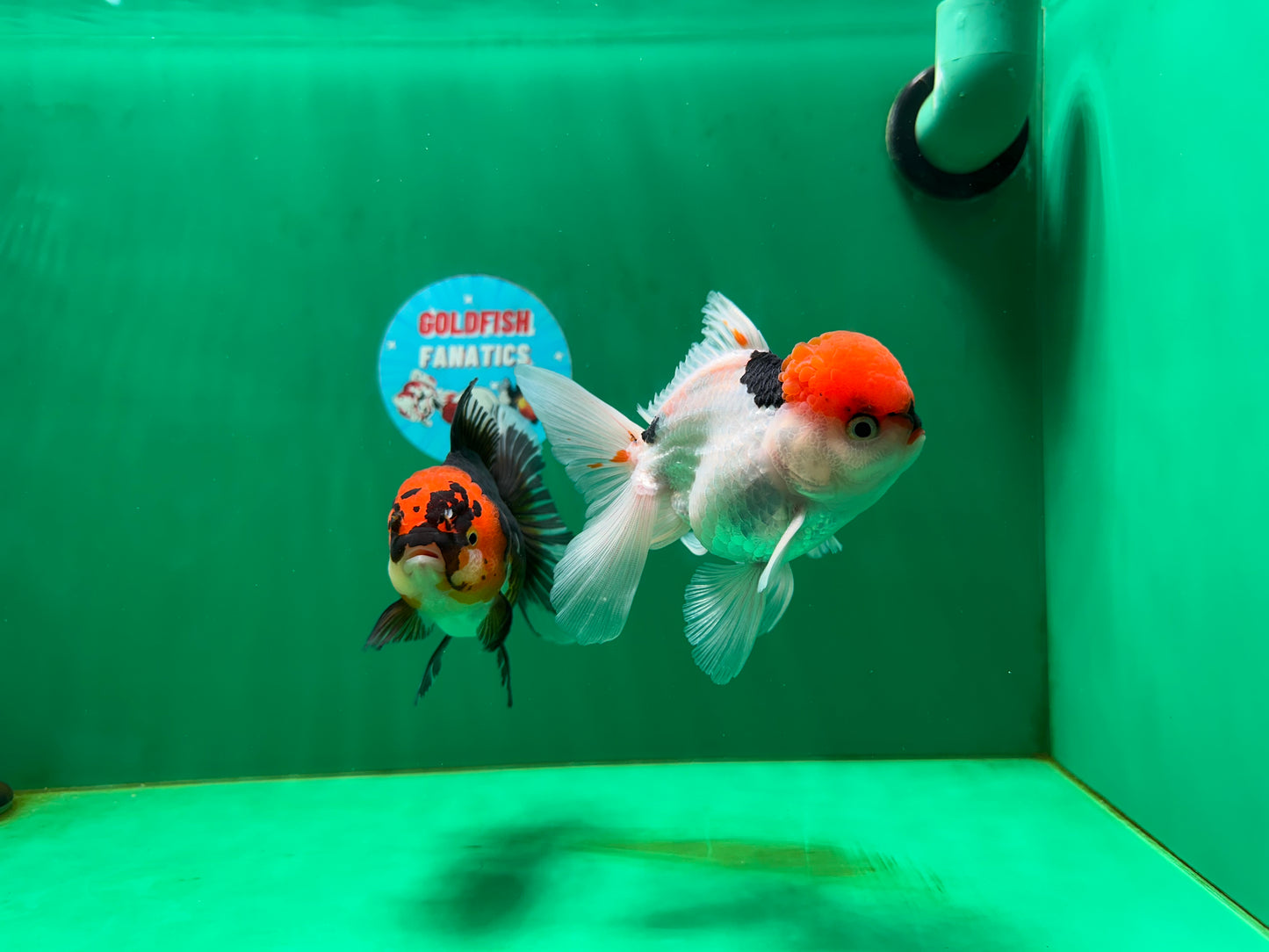 [COUPLE] Red Head Male & Tricolor Female Oranda 4.5 inches #051625CO_10