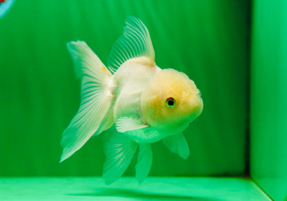 [SINGLE] White Oranda Female 5 inches #081525SO_10