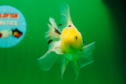 [SINGLE] White Oranda Male 4-4.5 inches #081525SO_04