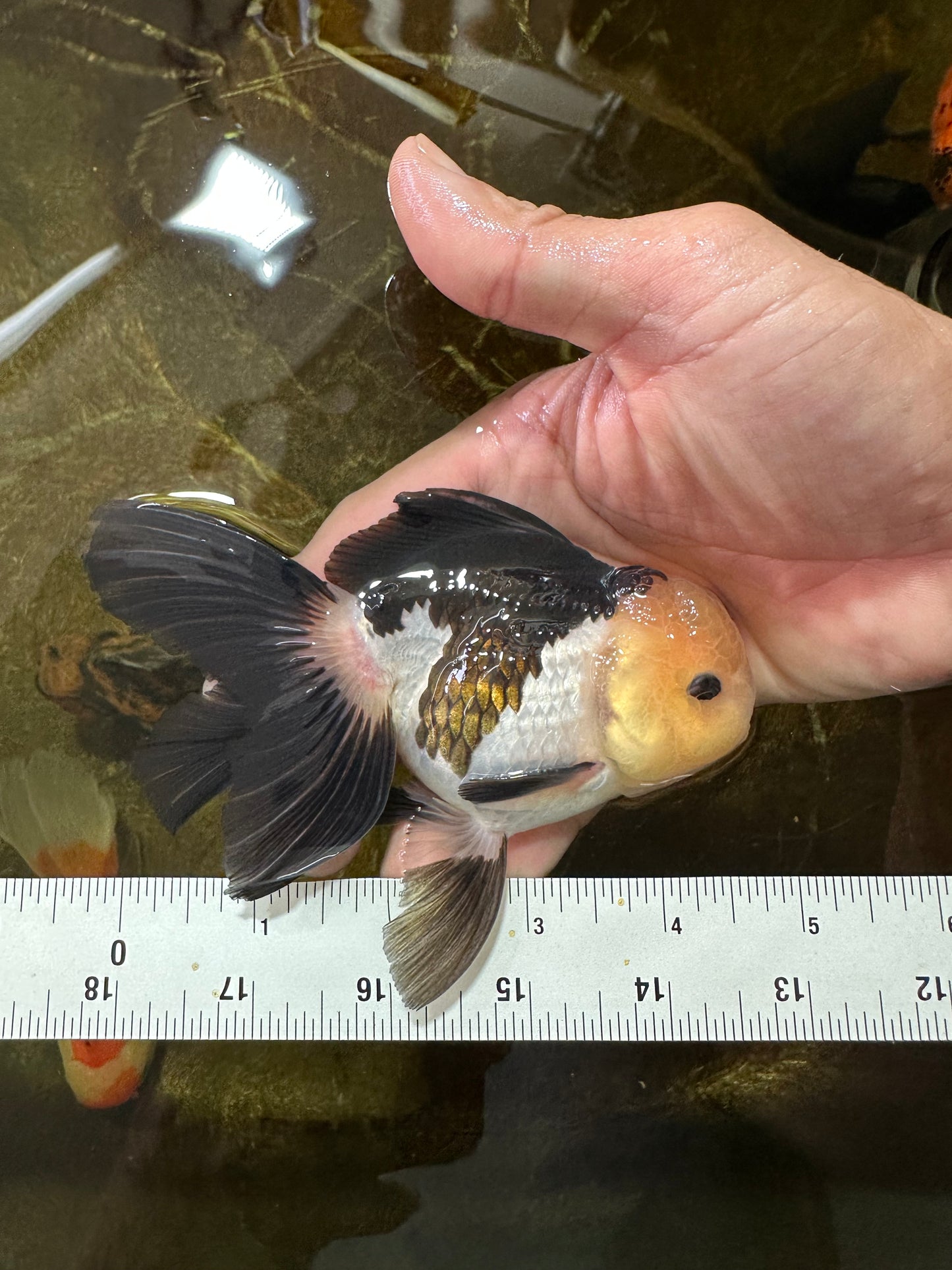 [SINGLE] Panda Oranda Male 4.5 inches #081525SO_03